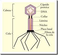Esquema detallado de la estructura de un bacteriófago, mostrando cabeza, cuello, vaina, placa basal y fibras de cola