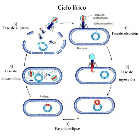 Diagrama secuencial ilustrando las fases del ciclo lítico de un bacteriófago