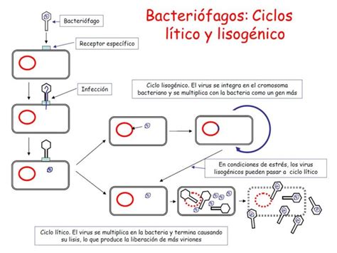 Diagrama secuencial ilustrando las fases del ciclo lisogénico de un bacteriófago
