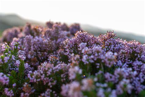 Foto de brezo en flor en un paisaje natural
