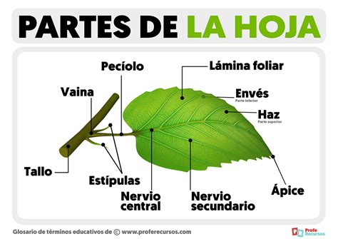 Diagrama de las partes de la Calluna vulgaris con hojas y flores en detalle