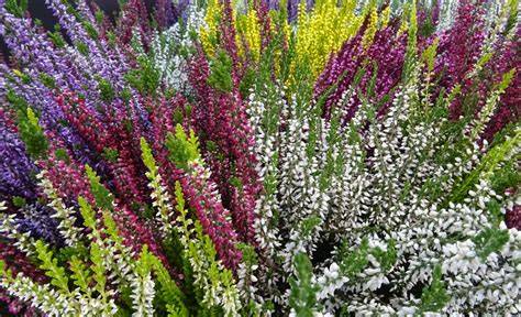 Composición de diferentes variedades de Calluna vulgaris en distintos colores