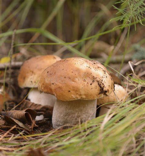 Fotografía de boletus creciendo junto a plantas de brezo
