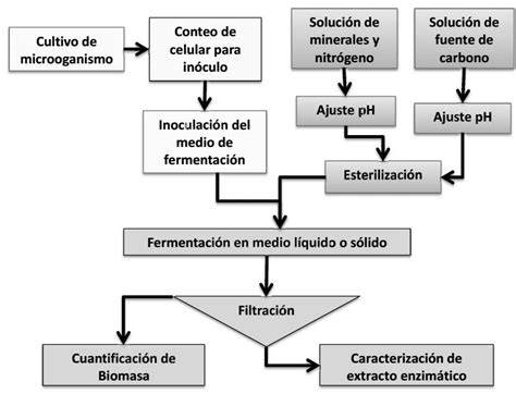 Diagrama: Proceso de fermentación de los FOS en la parte proximal y distal del intestino para promover una microbiota saludable.