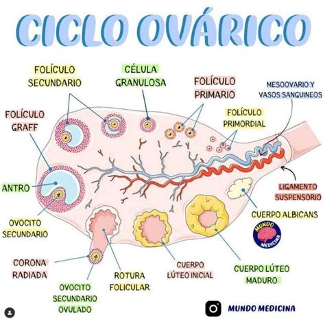 Esquema detallado del ciclo ovárico y sus fases hormonales