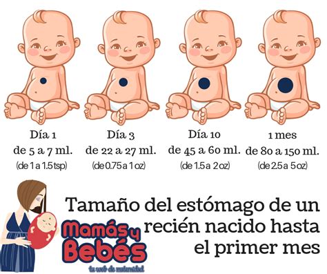 Esquema sobre la capacidad del estómago de un bebé por días y semanas