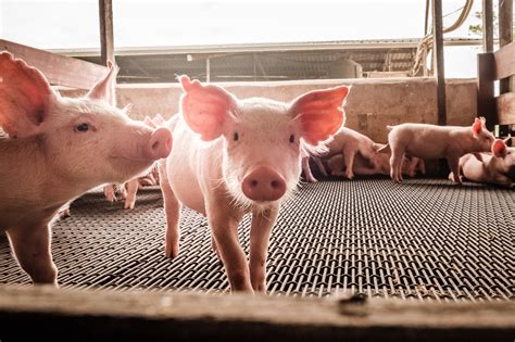 Granja porcina con corrales para inseminación artificial
