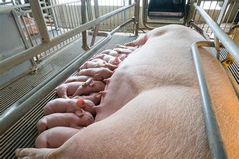Cerda gestante en corral de gestación