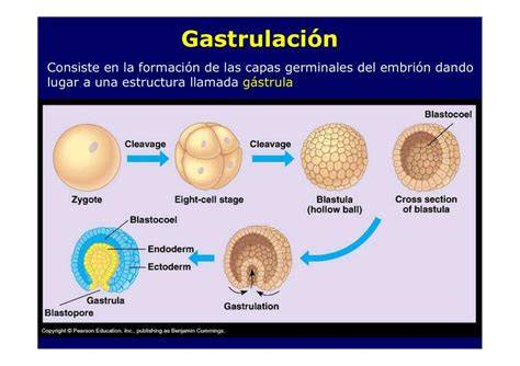 Esquema general del proceso de gastrulación y formación de las capas embrionarias