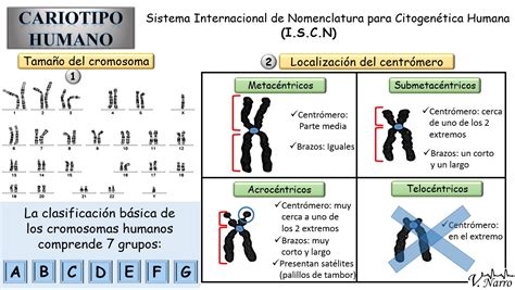 Esquema ilustrativo que muestra la estructura de los cromosomas humanos y el proceso de organización del cariotipo.