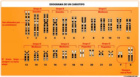 Imagen microscópica de un cariotipo humano completo ordenado por pares.