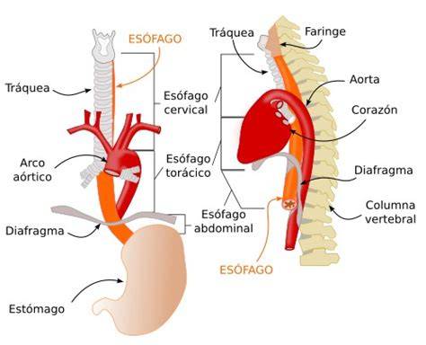 Diagrama del sistema digestivo de un bebé, mostrando el esófago, el esfínter y el estómago