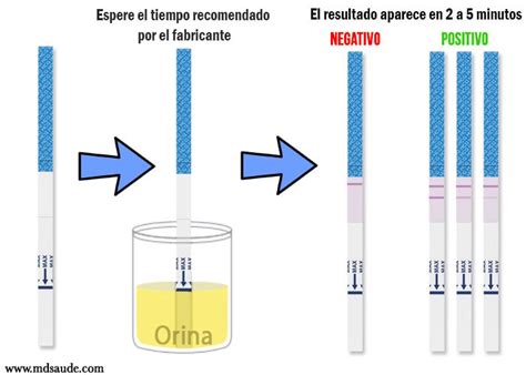 Esquema de funcionamiento de una prueba rápida de embarazo en tira o casete