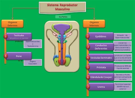 Esquema general del sistema reproductor masculino y producción de espermatozoides