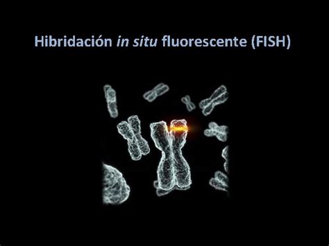 Esquema del proceso de hibridación in situ fluorescente (FISH)