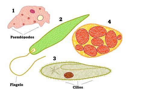 Esquema del protozoo Spironucleus meleagridis con sus flagelos