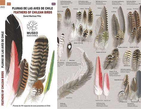 Foto de ave de producción con signos de hexamitiasis (plumas descuidadas, delgadez)