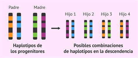 Esquema de la herencia de haplotipos HLA y su papel en la compatibilidad inmunológica