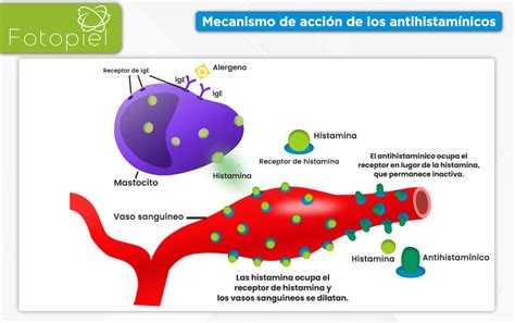 Esquema visual del mecanismo de acción de los antihistamínicos (bloqueo de histamina)