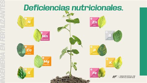 Esquema de las necesidades nutricionales de una planta de cannabis en diferentes fases