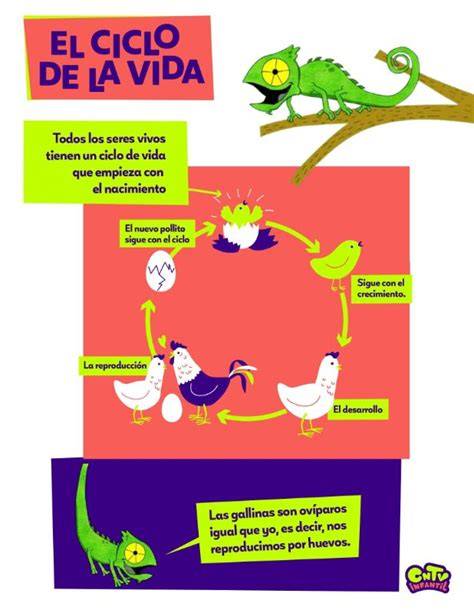 infografía sobre el ciclo de vida de un chupete y señales de desgaste