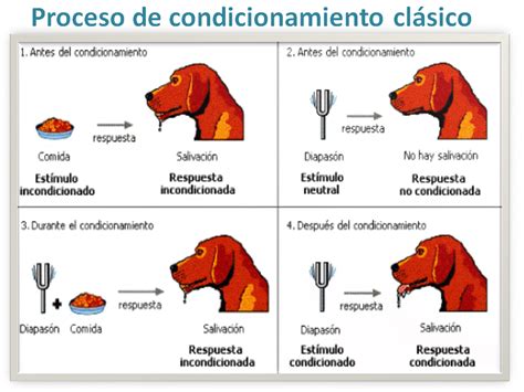 Esquema del condicionamiento clásico de Pavlov