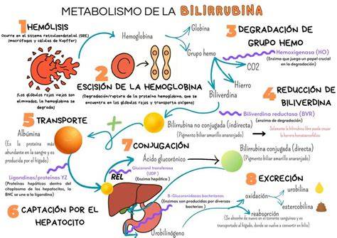 Infografía sobre el metabolismo de la bilirrubina y el proceso de fototerapia en neonatos.
