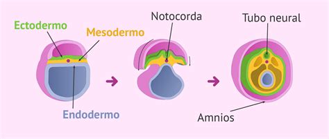 Corte transversal de gástrula mostrando ectodermo, endodermo y mesodermo