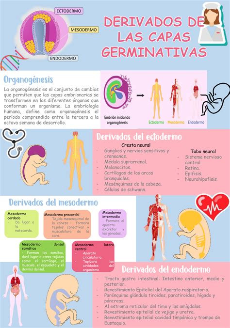 Infografía: derivados de las capas germinales embrionarias