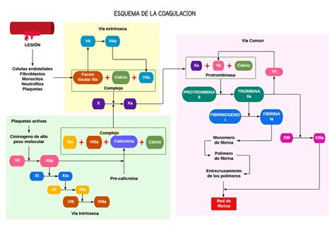 Esquema comparativo de factores de coagulación en neonatos vs. adultos