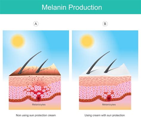 Esquema de la producción de melanina en la piel
