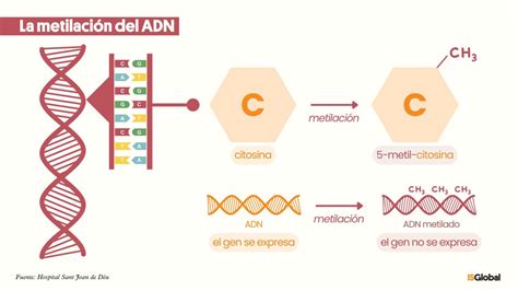 Infografía sobre la metilación del ADN y su papel en el silenciamiento génico durante la diferenciación.