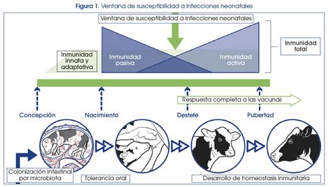 Esquema sobre la importancia de la inmunidad pasiva y el desarrollo del sistema inmunológico del ternero recién nacido.