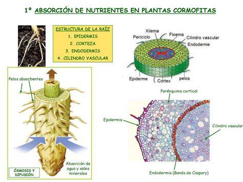 Esquema de absorción de nutrientes por las raíces y hojas de cannabis