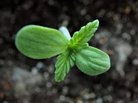 Plántula de cannabis en sus primeras semanas de vida