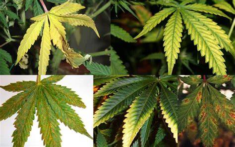 Tabla de signos comunes de deficiencia y exceso de nutrientes en cannabis