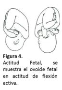 Infografía que detalla la actitud de flexión frente a la extensión y su impacto en el diámetro de presentación cefálica