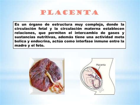 Esquema de las diferentes ubicaciones de la placenta en el útero (posterior, anterior, fúndica, baja, previa)