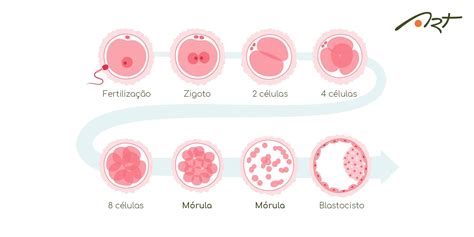 Diagrama de las etapas: desde la mórula (forma de mora) hasta la blástula (esfera hueca con blastocele).