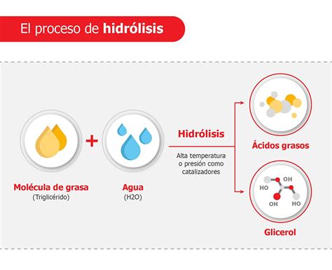 Infografía: Proceso de hidrólisis o dextrinación de cereales