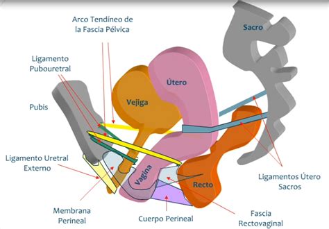 Esquema de la anatomía pélvica femenina durante el embarazo