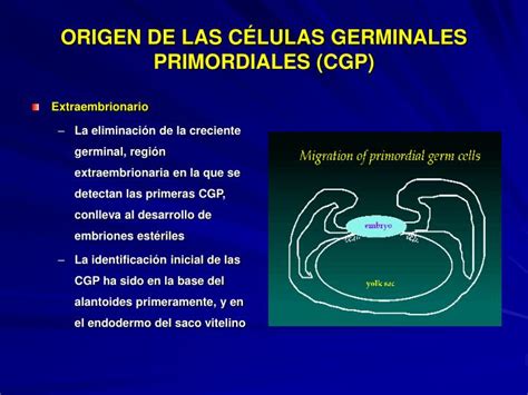 Ilustración de las células germinales primordiales (CGP) en distintas etapas de desarrollo embrionario de conejo con marcadores inmunohistoquímicos TEC-1 y PG-2