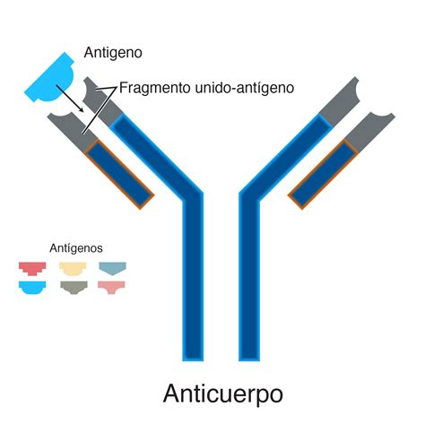 Esquema: Transferencia de anticuerpos madre-feto