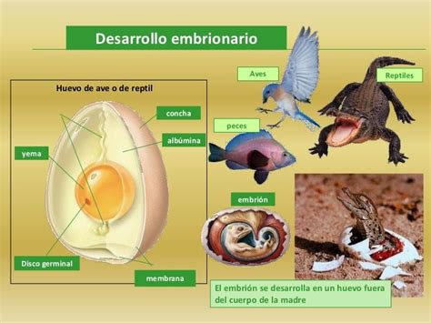 Esquema comparativo de los tipos de desarrollo embrionario: ovíparo, ovovivíparo y vivíparo en vertebrados