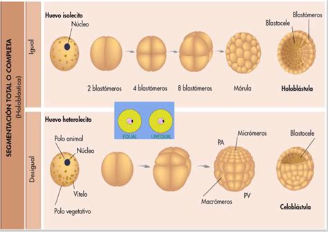Diagrama detallado de la segmentación holoblástica rotacional y la formación del blastocisto