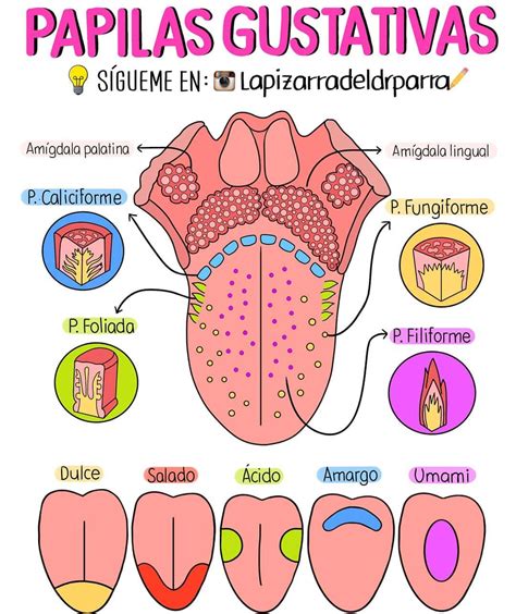 Esquema anatómico de la lengua destacando la ubicación de las papilas fungiformes en la punta y laterales.