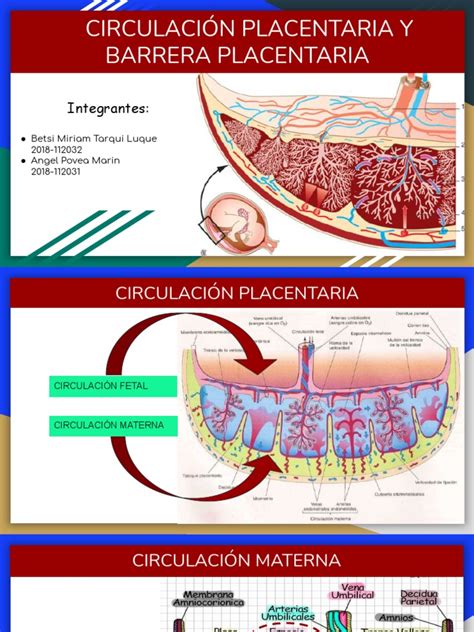 Esquema ilustrativo de la barrera placentaria y el intercambio de sustancias entre la madre y el feto