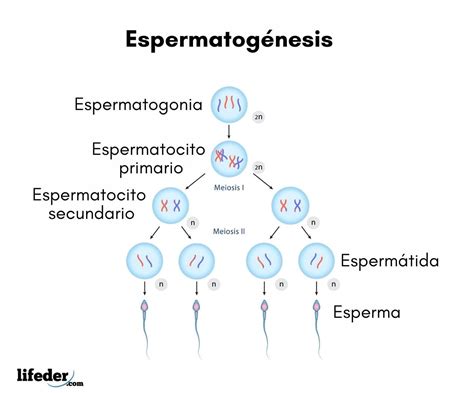 Diagrama que ilustra las fases de la espermatogénesis, desde la espermatogonia hasta el espermatozoide maduro, incluyendo mitosis y meiosis.