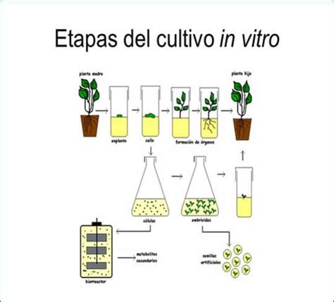 Esquema detallado de los componentes de un laboratorio de cultivo in vitro y los tipos de explantes utilizados