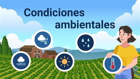 Infografía de las condiciones ambientales óptimas: fotoperiodo, temperatura (25°C) y niveles de humedad en cámaras de incubación